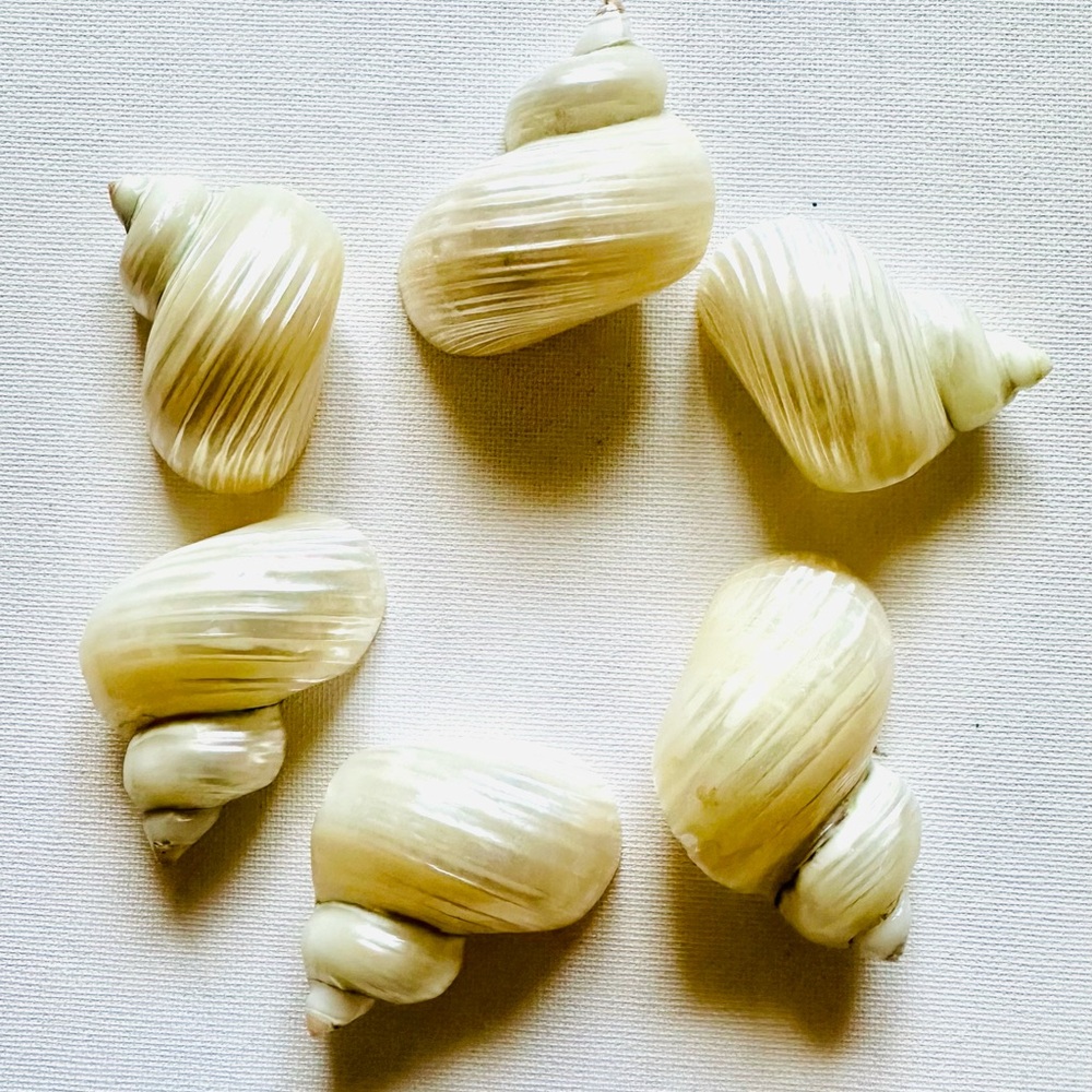 Elegant Shell Napkin Rings (6 shells) - Picture 2 of 7